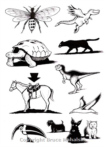 004 - Sampler - Animal Pictures